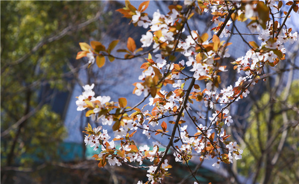 春暖花開，等你歸來——邀你云賞南新春景，以慰思念