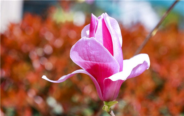 春暖花開，等你歸來——邀你云賞南新春景，以慰思念