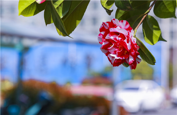 春暖花開，等你歸來——邀你云賞南新春景，以慰思念