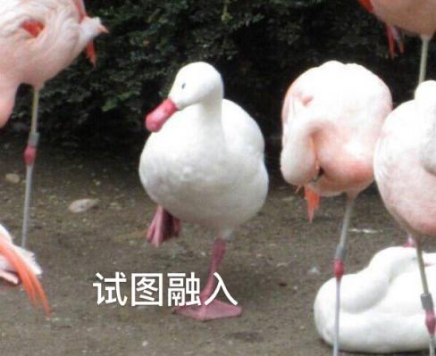 新華互聯(lián)網(wǎng)科技正式入駐Bilibili！會(huì)摩擦出什么樣火花呢？